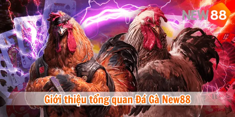 Giới Thiệu Về Đá Gà Tại NEW88